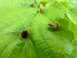 Image of Witch Hazel Cone Gall Aphid