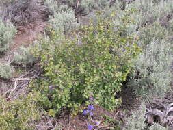 Image of Saskatoon serviceberry