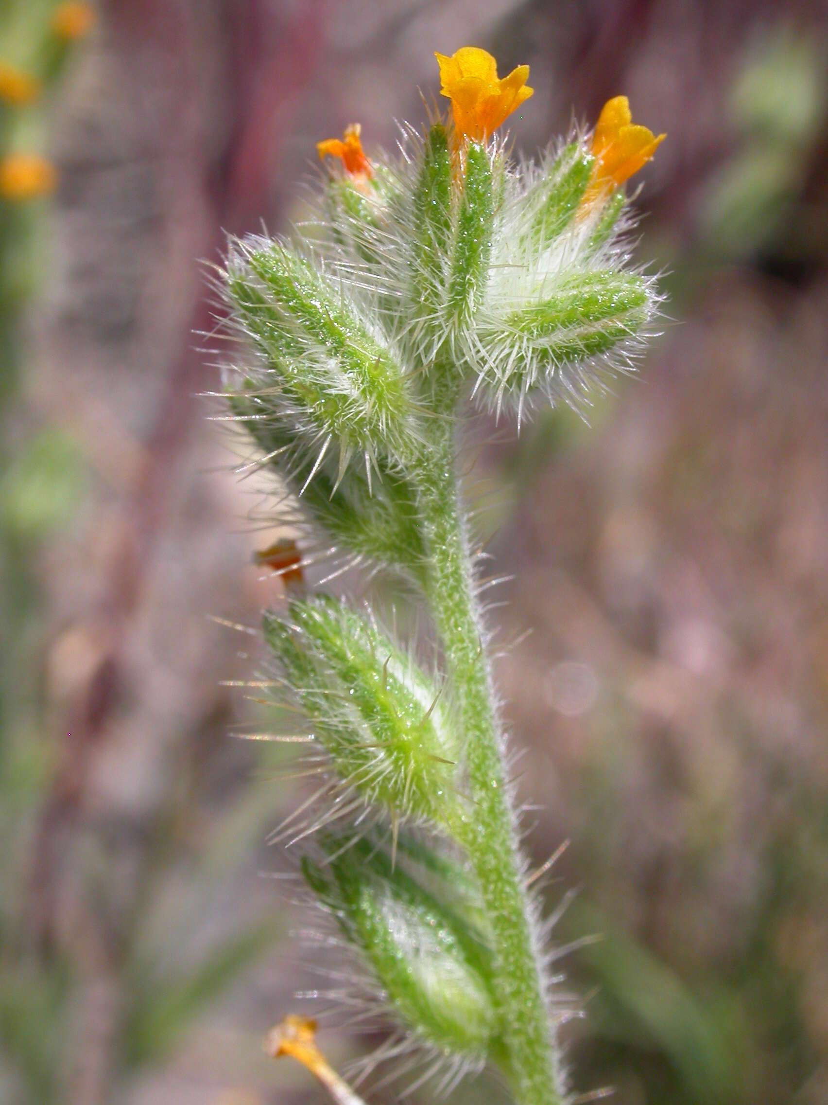 Слика од Amsinckia tessellata A. Gray