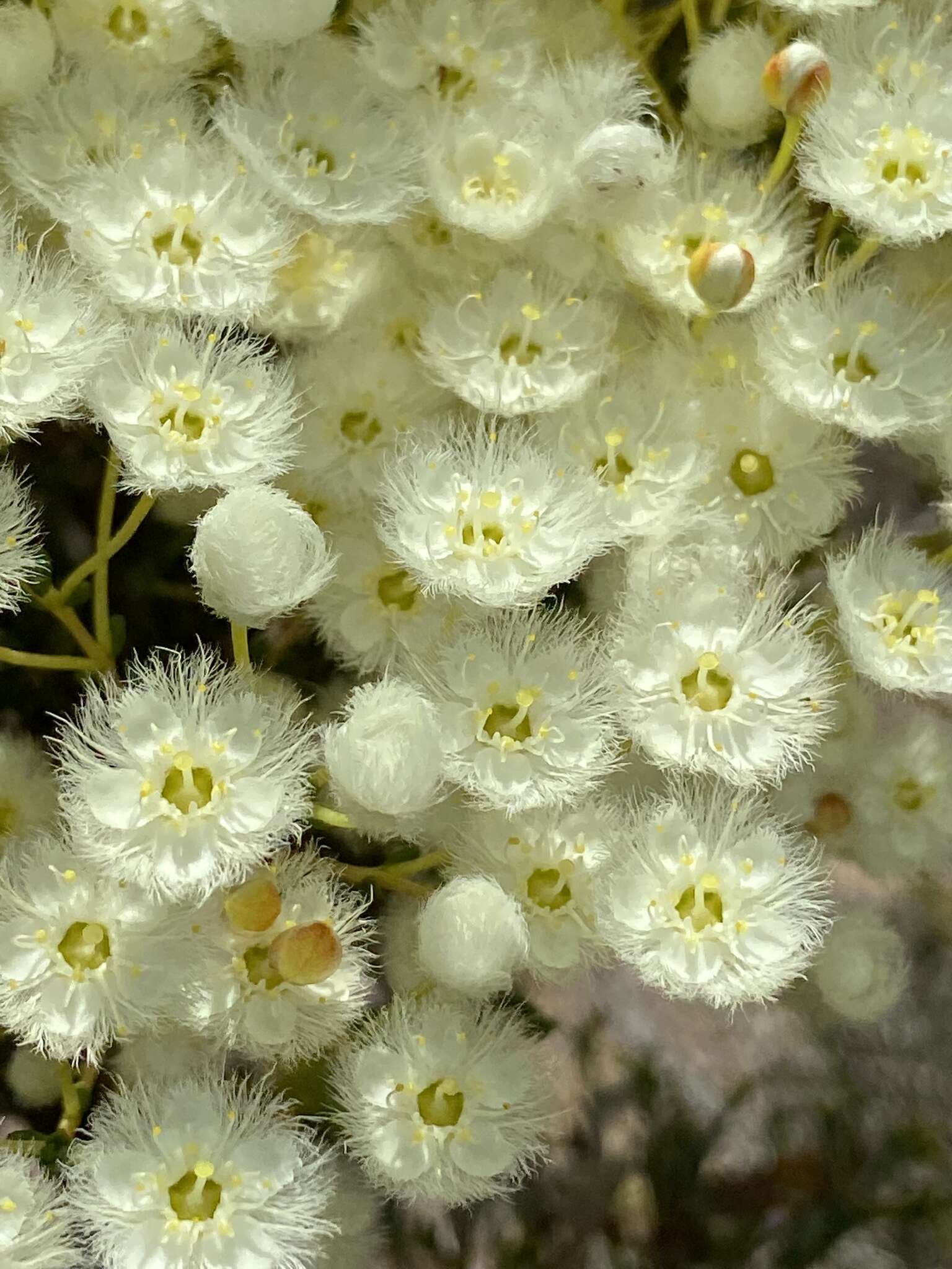 Verticordia eriocephala A. S. George resmi