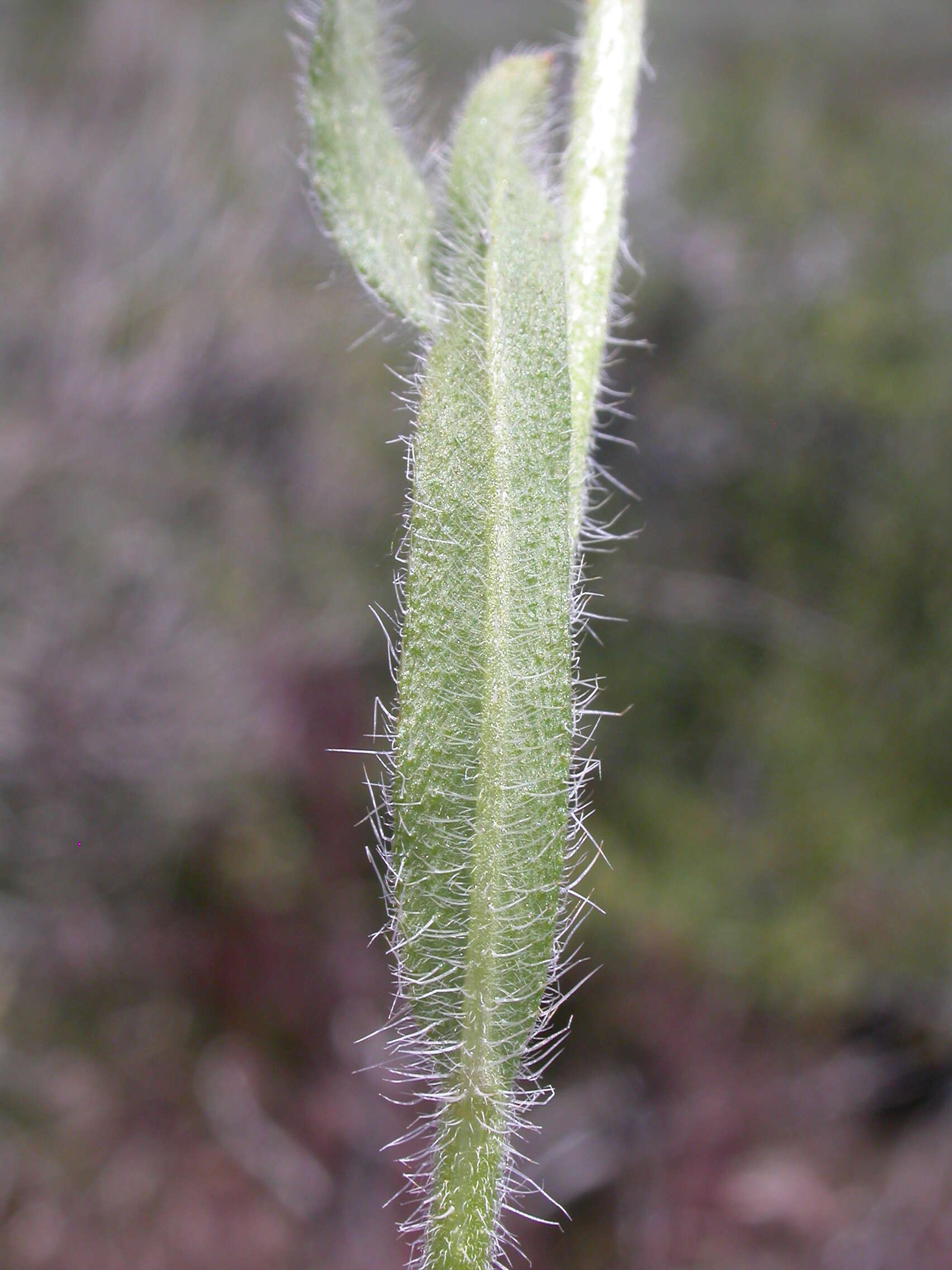 Слика од Amsinckia tessellata A. Gray