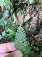 Imagem de Pteris grevilleana Wall. ex Agardh