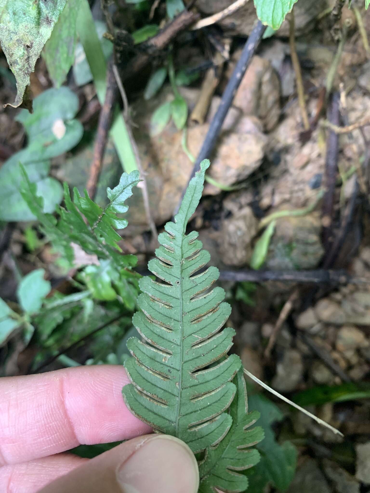 Imagem de Pteris grevilleana Wall. ex Agardh