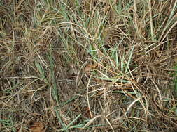 Image of Zoysia macrantha subsp. macrantha