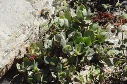 Image of Crassula lactea