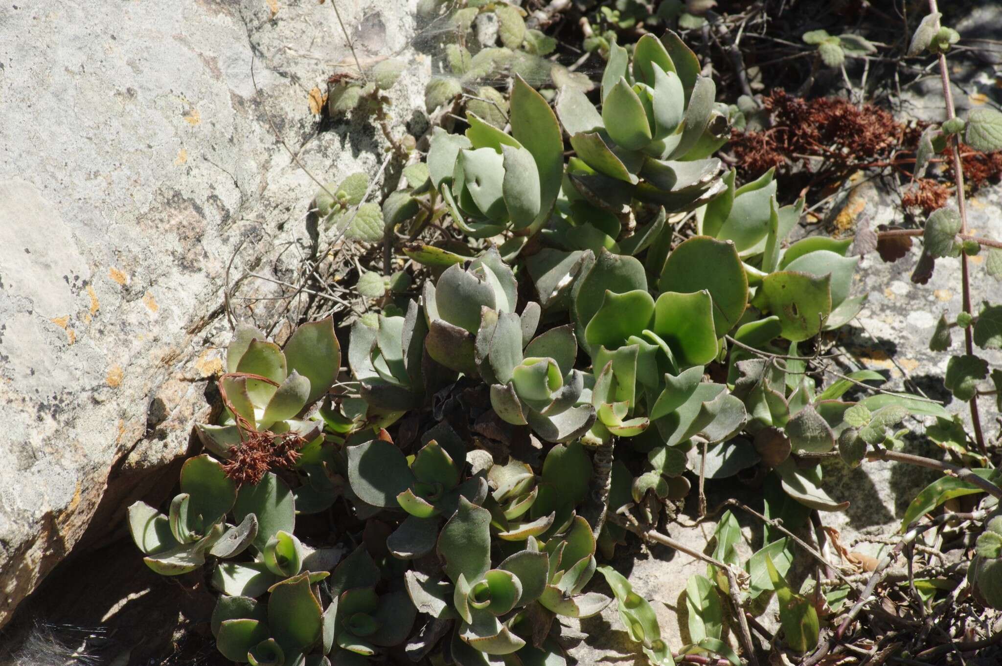 Image of Crassula lactea