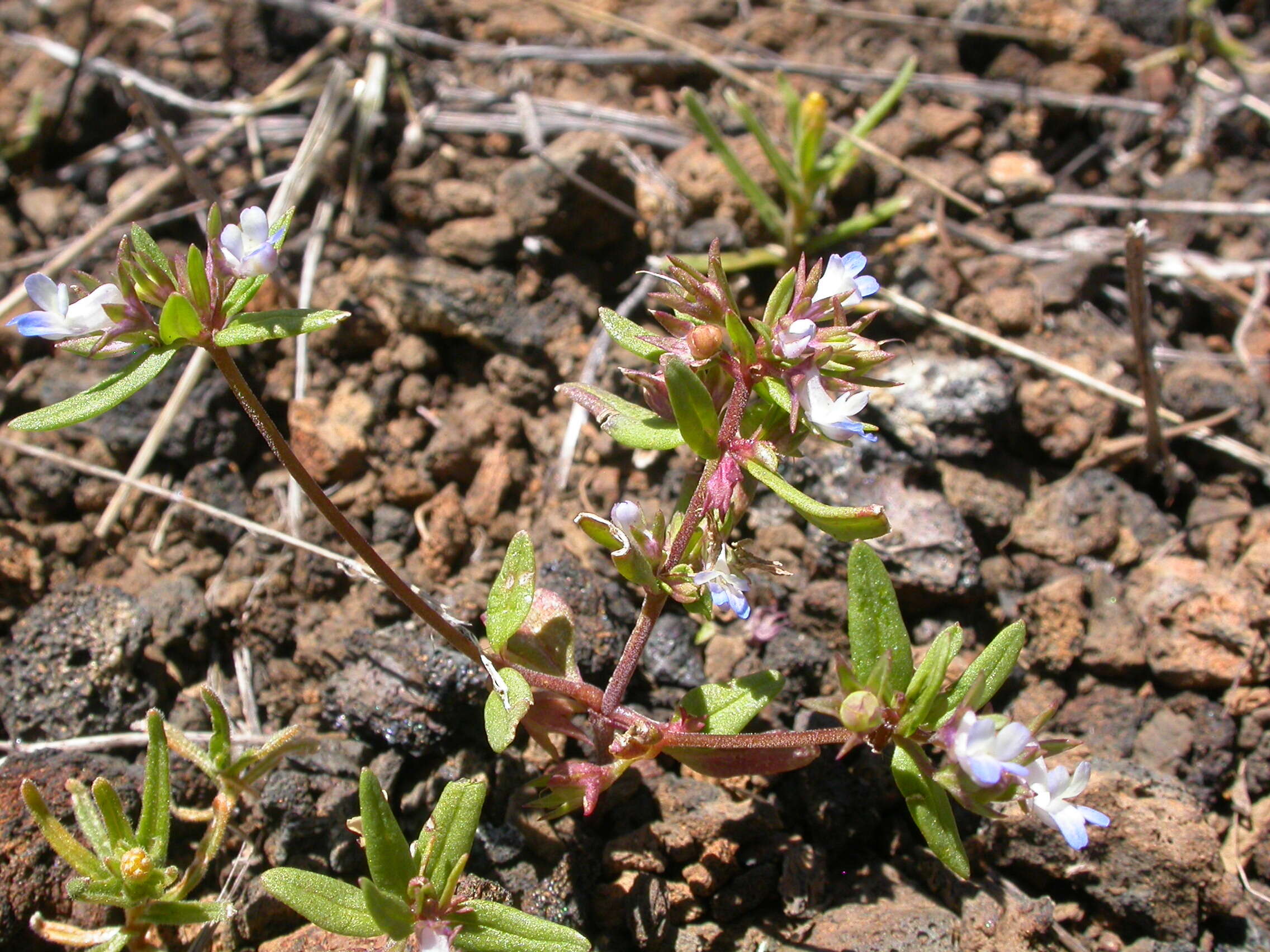 Image of maiden blue eyed Mary