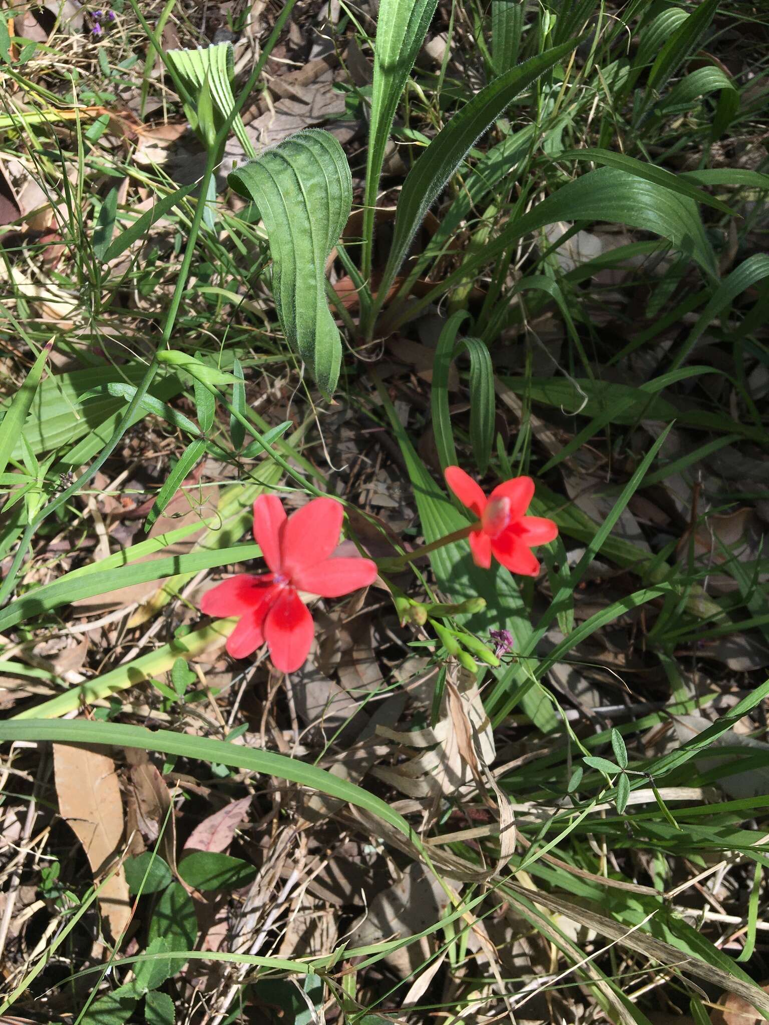 Image of false freesia