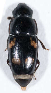 Image of Four-spotted Sap Beetle