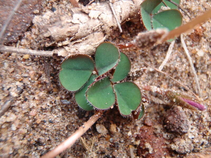 Image of Oxalis eckloniana var. sonderi Salter