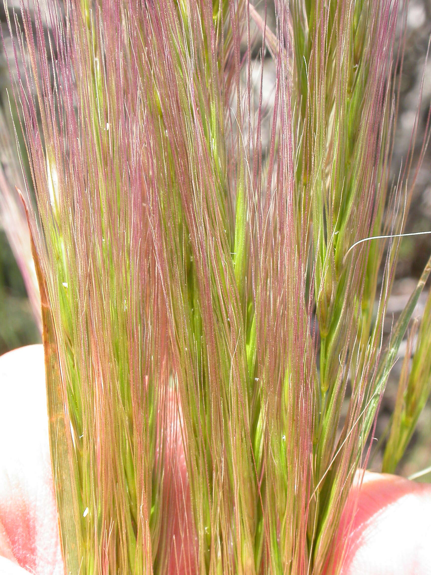 Imagem de Elymus elymoides (Raf.) Swezey