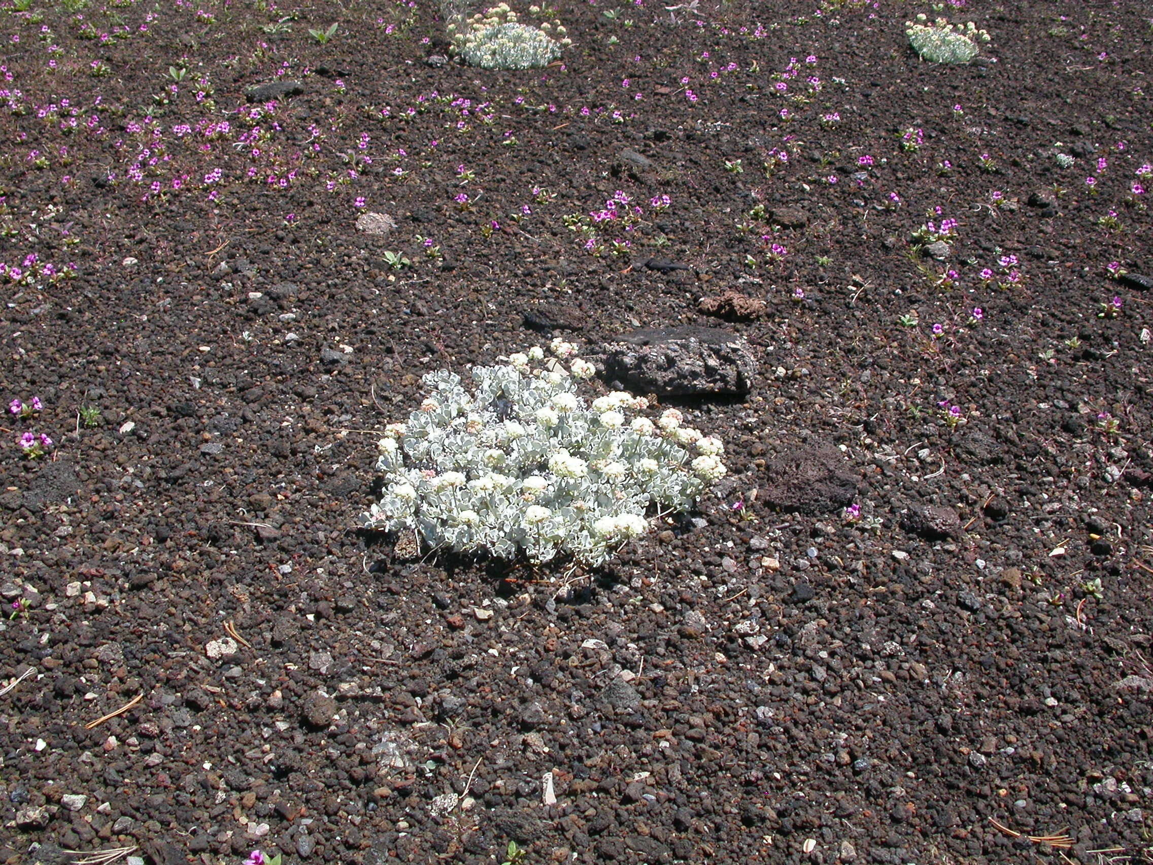 Image of cushion buckwheat