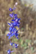 Image of San Bernardino larkspur