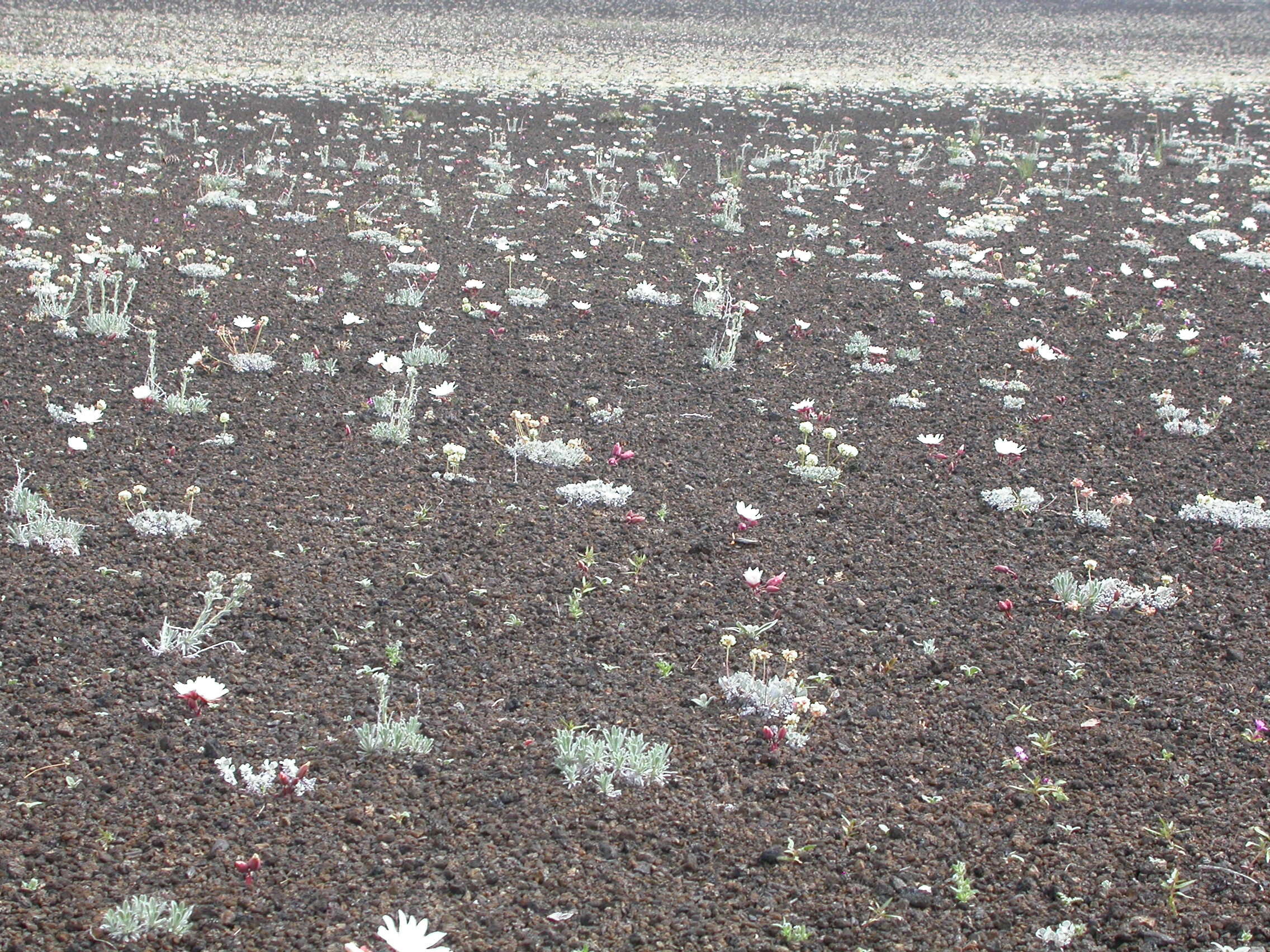 Image of cushion buckwheat