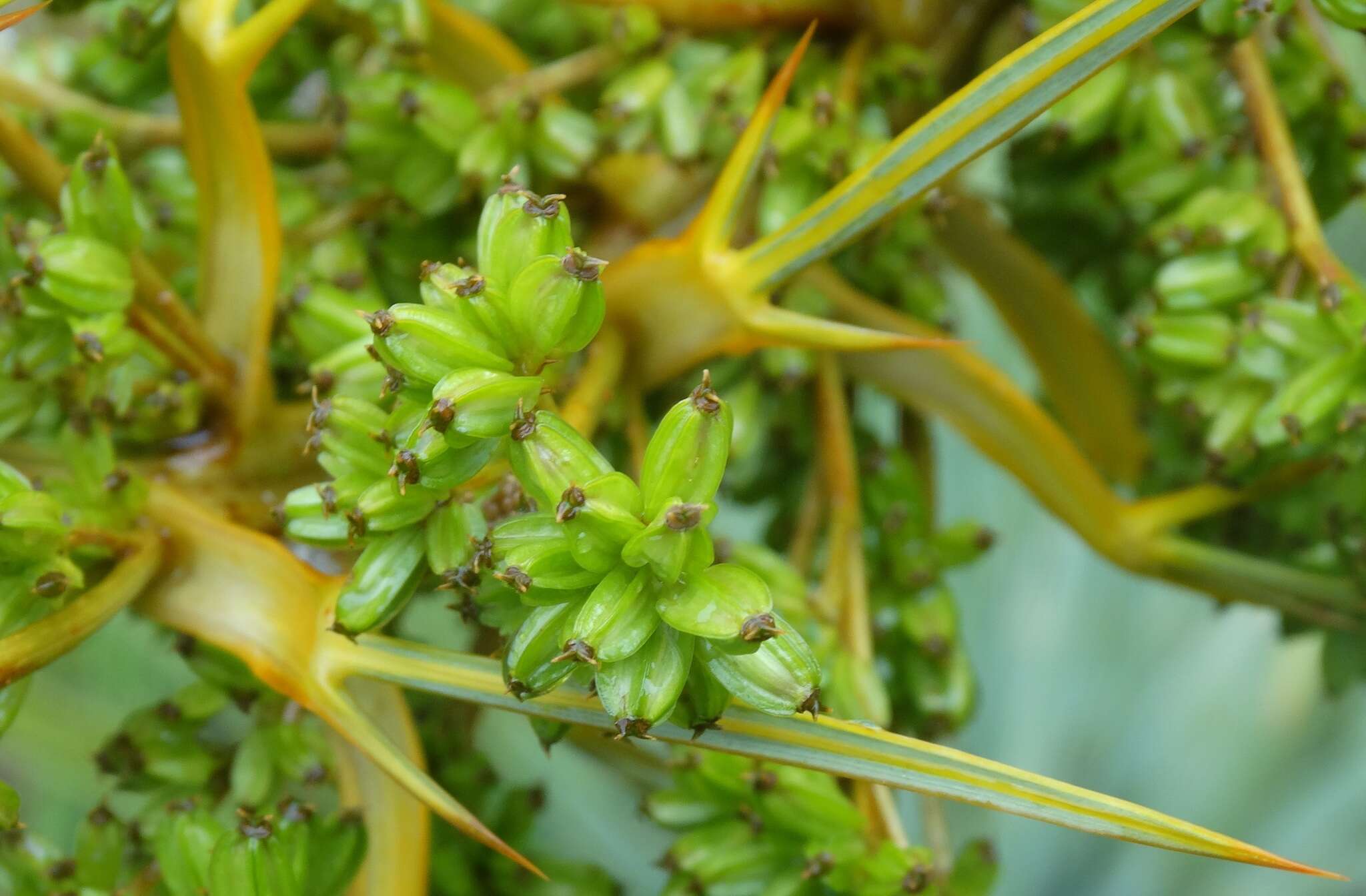 Image of Aciphylla scott-thomsonii Cockayne & Allan