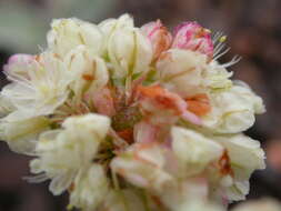 Image of cushion buckwheat