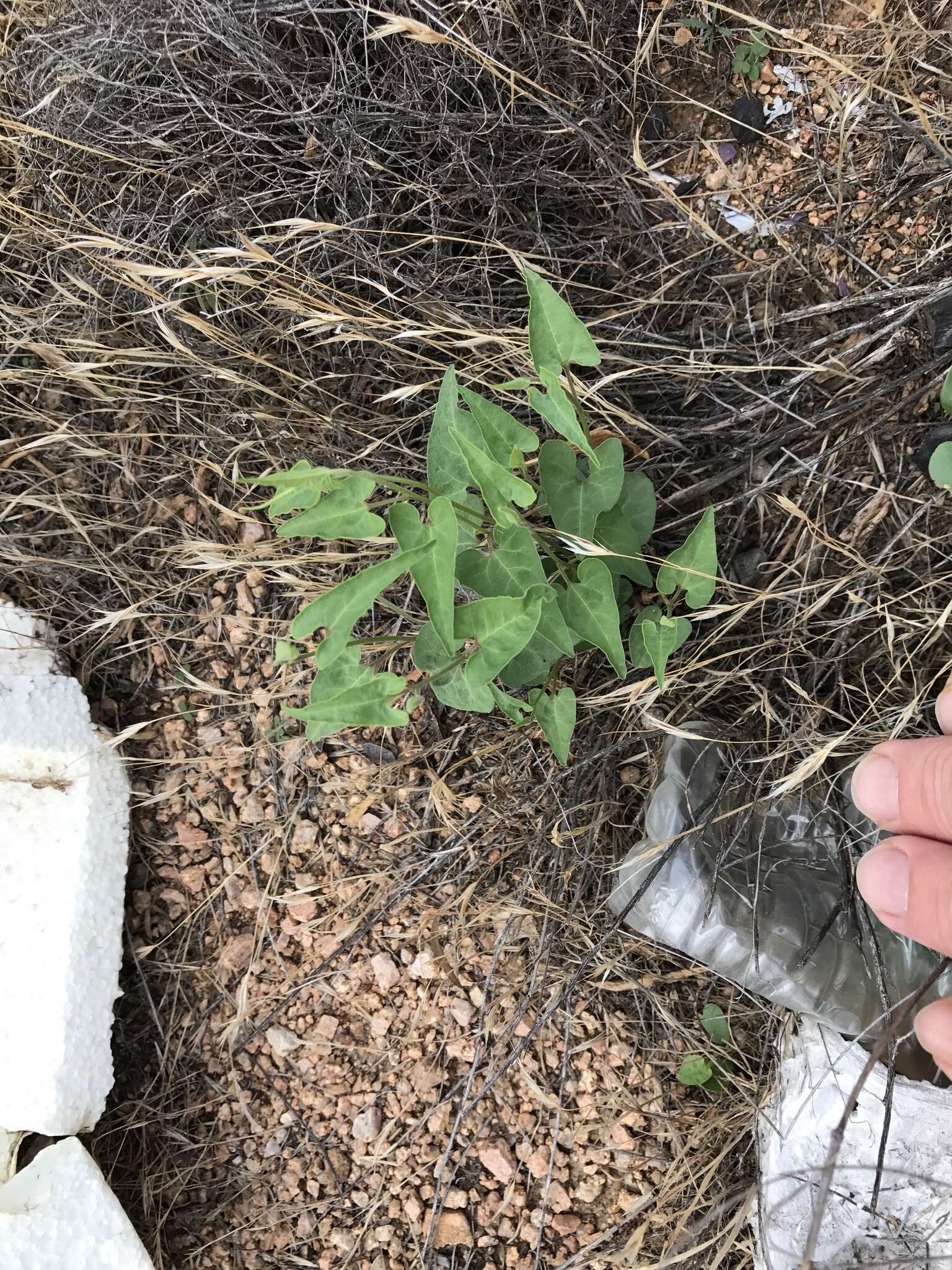 Image of Texas milkvine