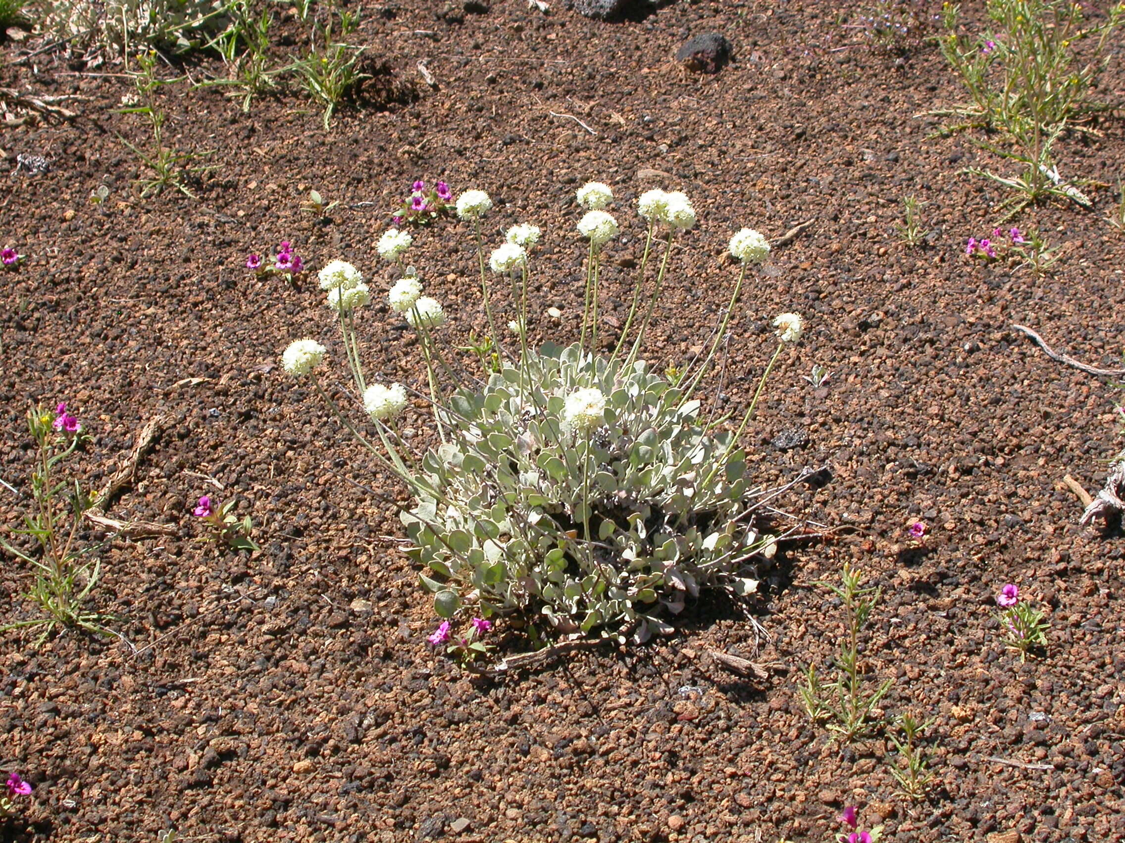 Image of cushion buckwheat