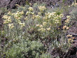 Image of sulphur-flower buckwheat