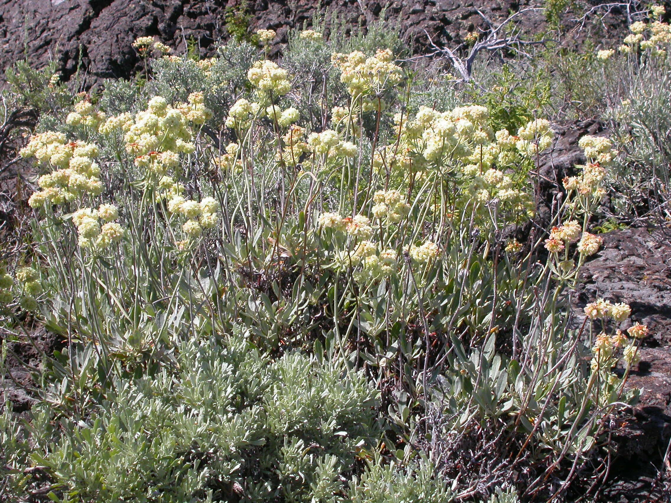 Image of sulphur-flower buckwheat