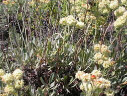 Image of sulphur-flower buckwheat