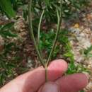 Image of Pinewoods Finger Grass