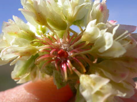 Image of sulphur-flower buckwheat