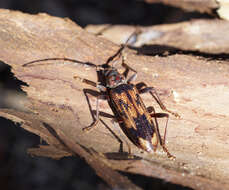 Image of Phoracantha synonyma Newman 1840