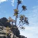 Image of Banksia arborea (C. A. Gardner) A. R. Mast & K. R. Thiele