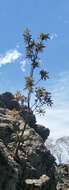 Image of Banksia arborea (C. A. Gardner) A. R. Mast & K. R. Thiele