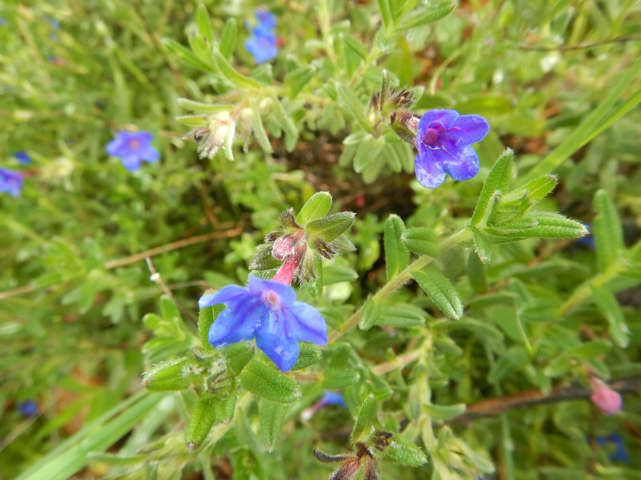 Image of Glandora prostrata (Loisel.) D. C. Thomas