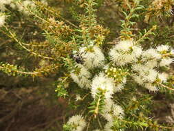 Plancia ëd Bembix vespiformis F. Smith 1856