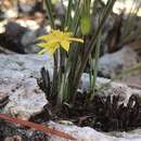 Image of Bristle-Seed Yellow Star-Grass