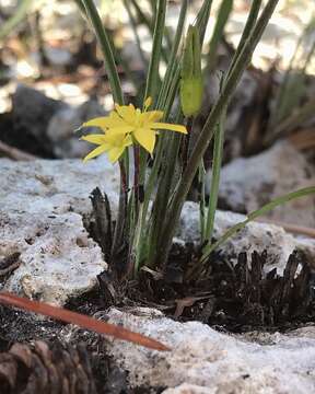 Image of Bristle-Seed Yellow Star-Grass