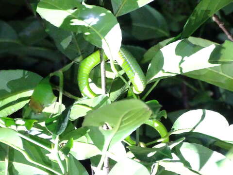 Image of Chen’s Bamboo pitviper