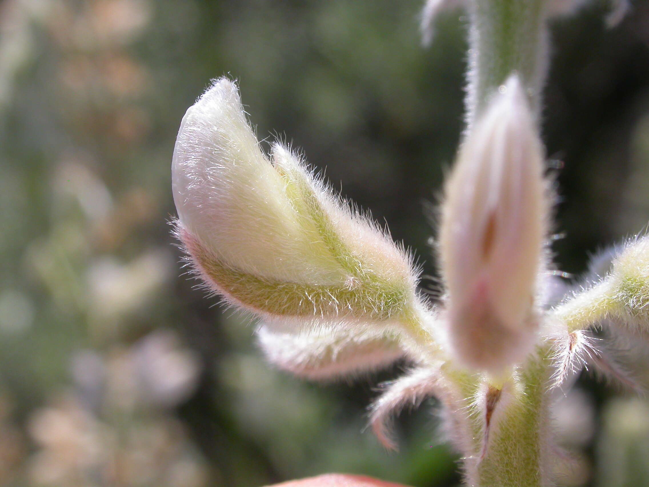 Image of silky lupine