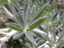 Image of silky lupine