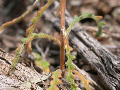 Image of whitestem blazingstar