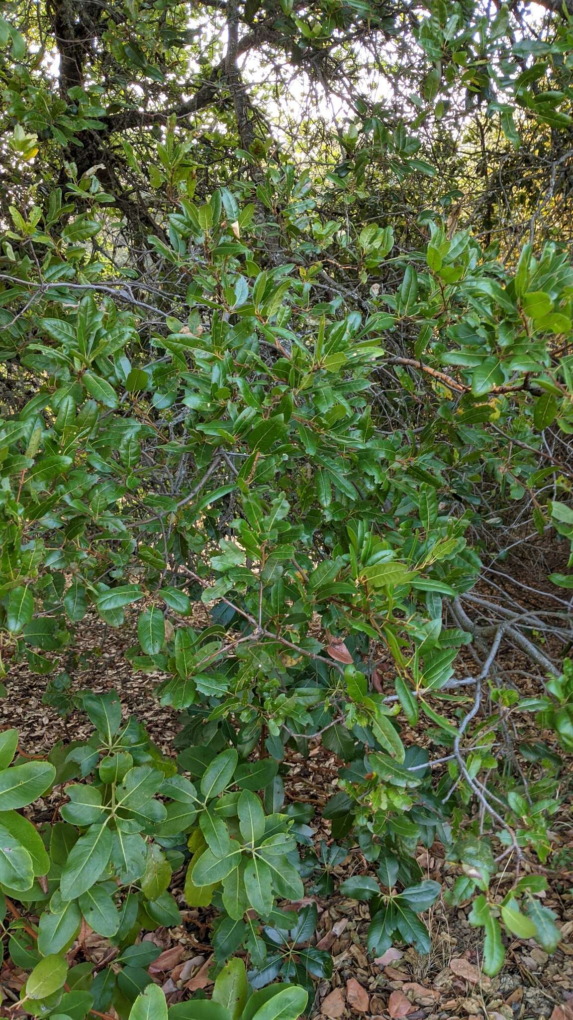 Image of Shreve oak