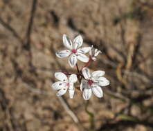 Image of Burchardia umbellata R. Br.