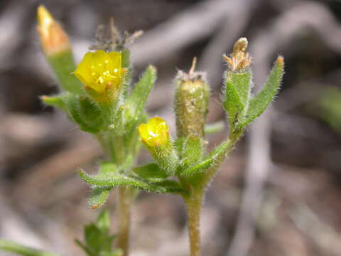 Image of whitestem blazingstar