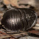 Image of Euzosteria lata Mackerras 1965