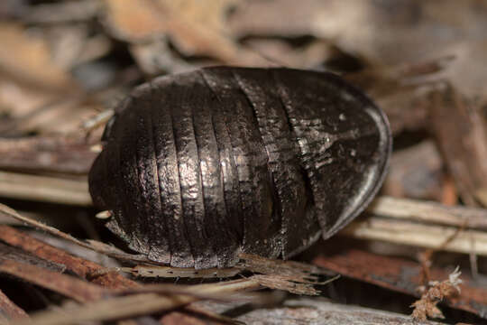 Image of Euzosteria lata Mackerras 1965