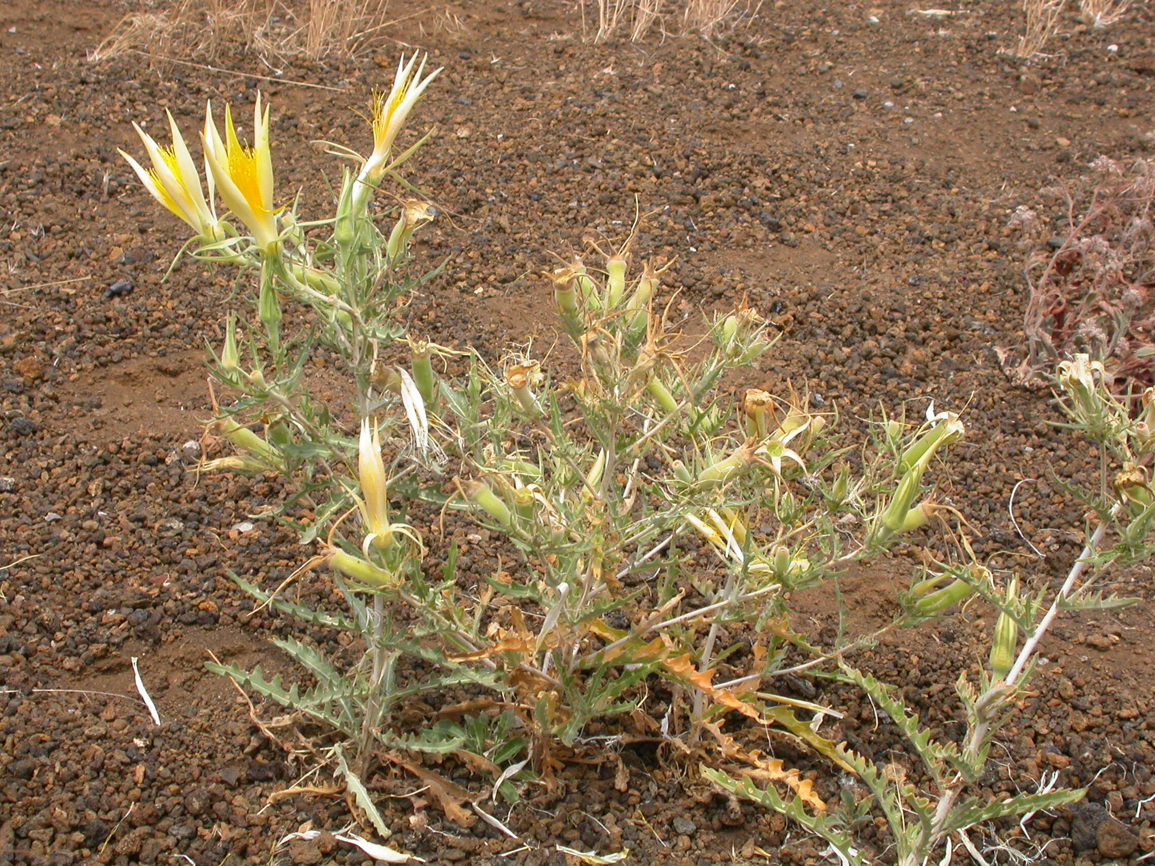 Image of giant blazing star