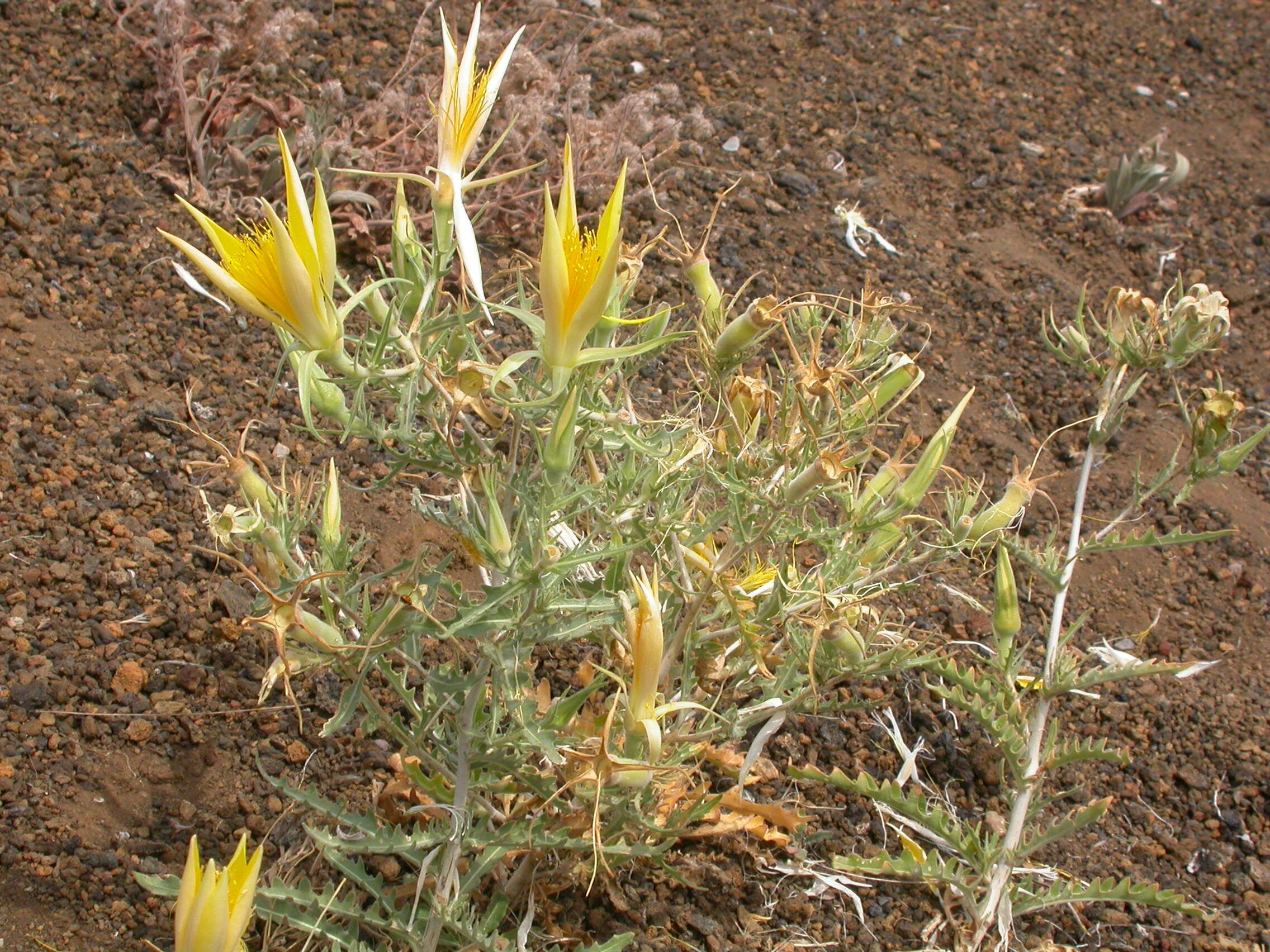 Image of giant blazing star