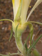 Image of giant blazing star