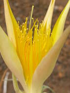 Image of giant blazing star