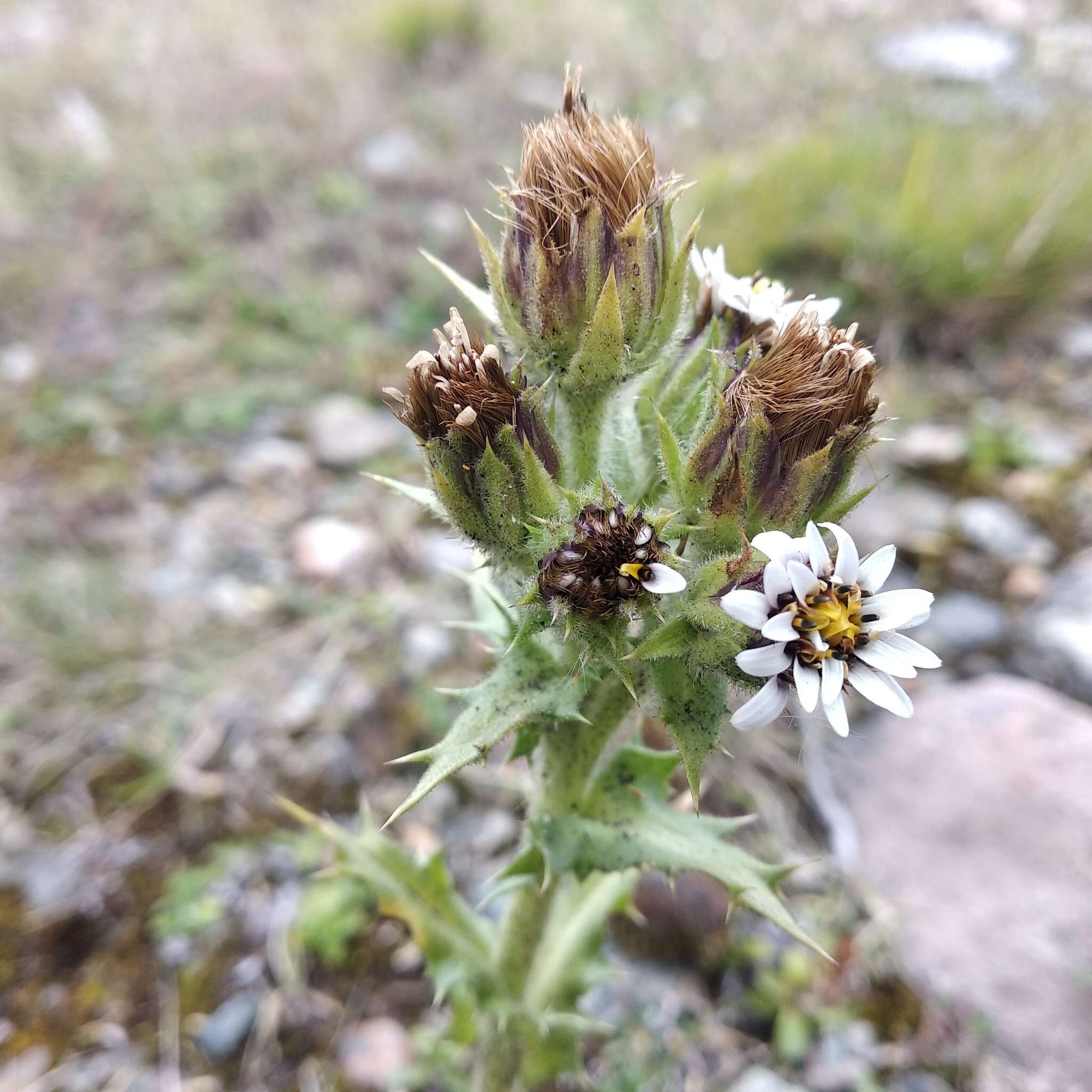 Image of Perezia multiflora subsp. multiflora