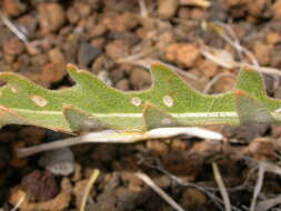 Image of giant blazing star