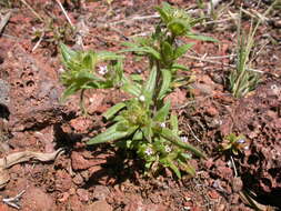 Image of slender phlox